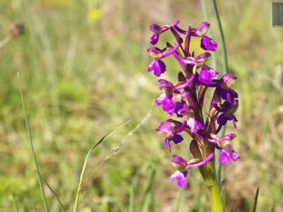 Le Anacamptis morio hanno colori che variano dal rosa pallido al viola, con la parte centrale del labello pi� chiara, spesso puntinata in porpora